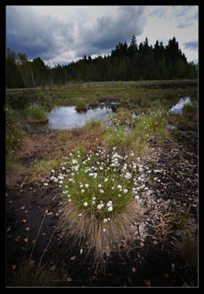 Šumava 2013 V.