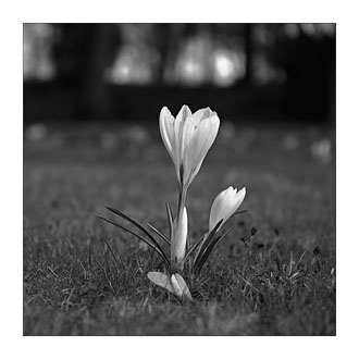 Crocus