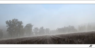 Mlha nad kukuřičným polem
