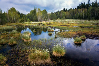 Soumarské rašeliniště
