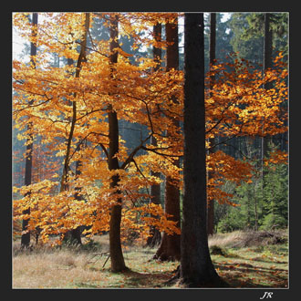 Podzim v lese II